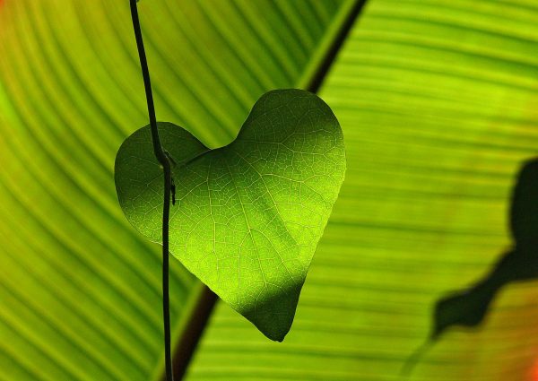 Meditatie: Ondersteun  je hart en bloedvaten